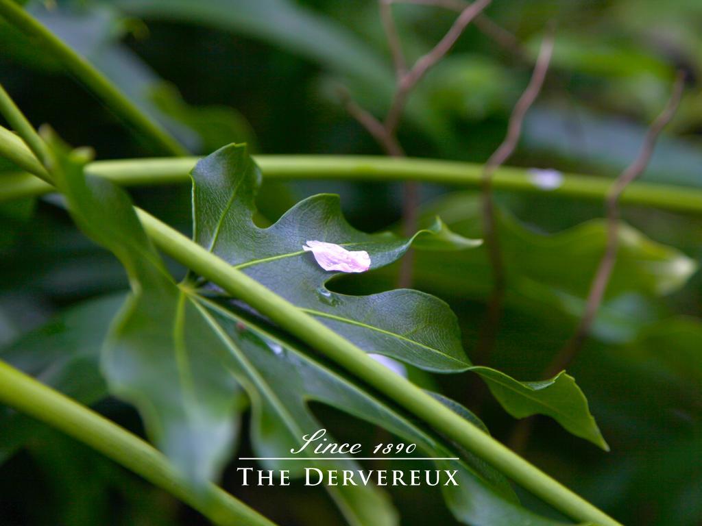 אוקלנד The Devereux Boutique Hotel מראה חיצוני תמונה